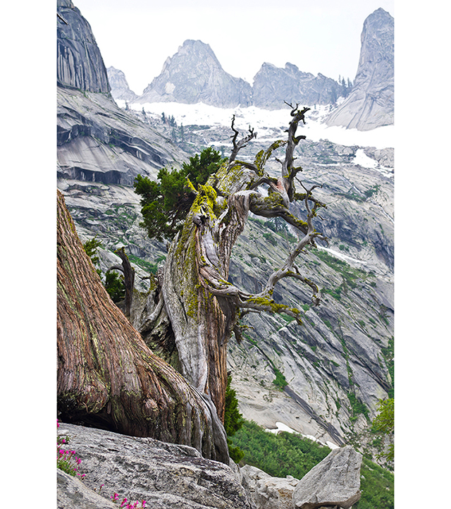 California's inability to build // The magnificent Sierra juniper ...