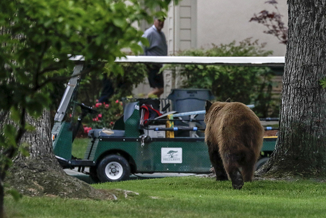 Oc Judge Said To Be Arrested After Killing Black Bear Boom California Sun 0620